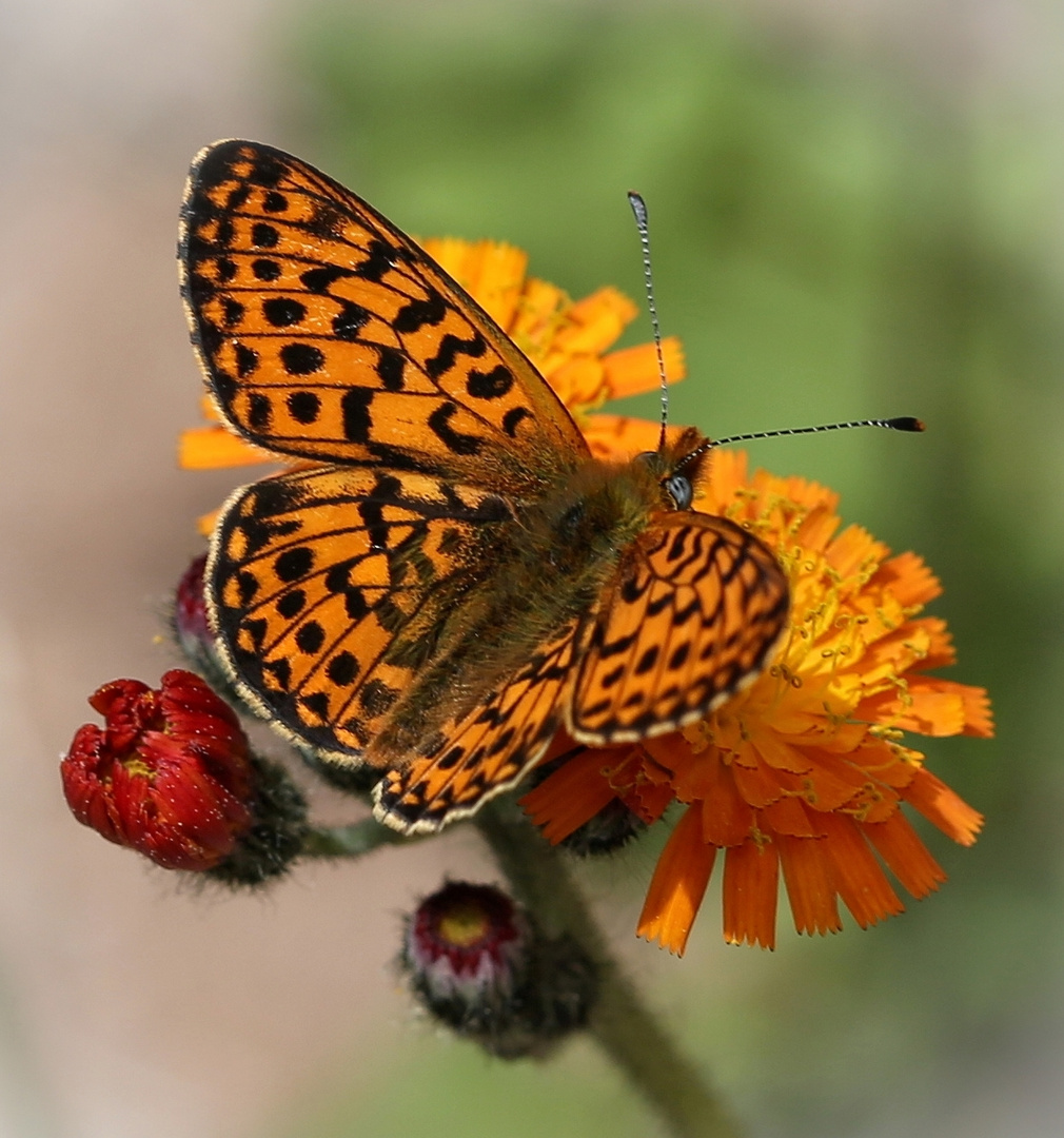 Boloria euphrosyne