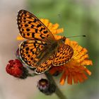 Boloria euphrosyne