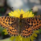 Boloria euphrosyne