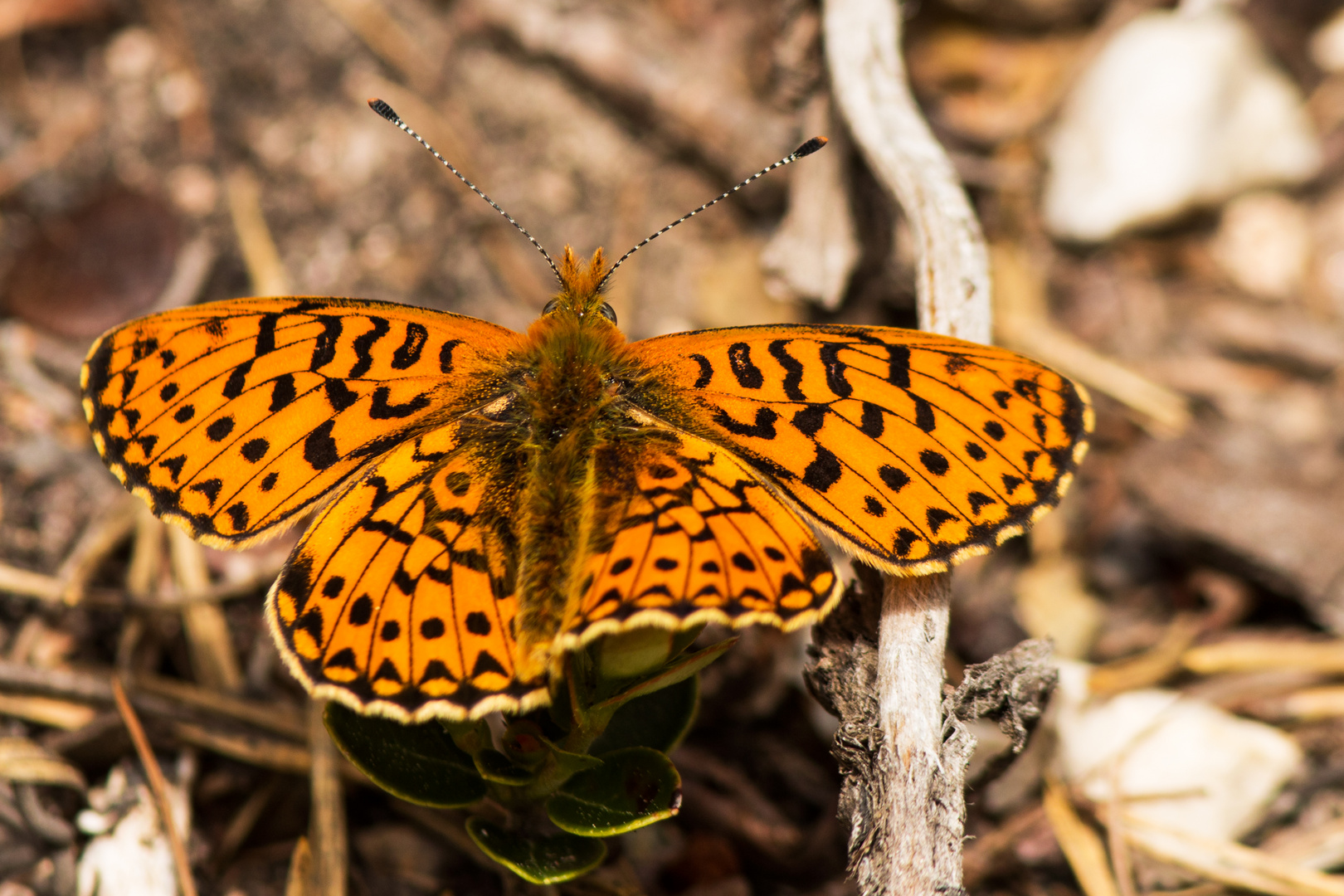 Boloria euphrosyne