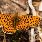 Boloria euphrosyne