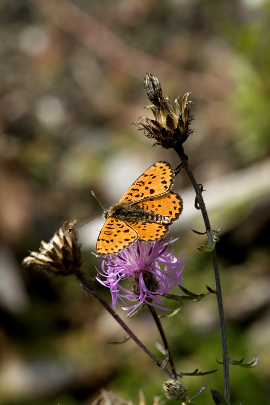 BOLORIA EUPHROSYNE