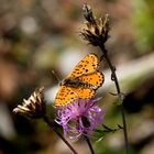 BOLORIA EUPHROSYNE