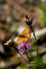 BOLORIA EUPHROSYNE