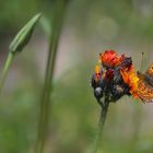 Boloria euphrosyne