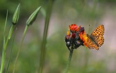 Boloria euphrosyne