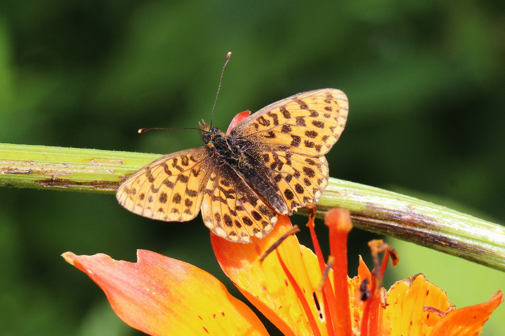 Boloria euphrosyne