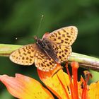 Boloria euphrosyne