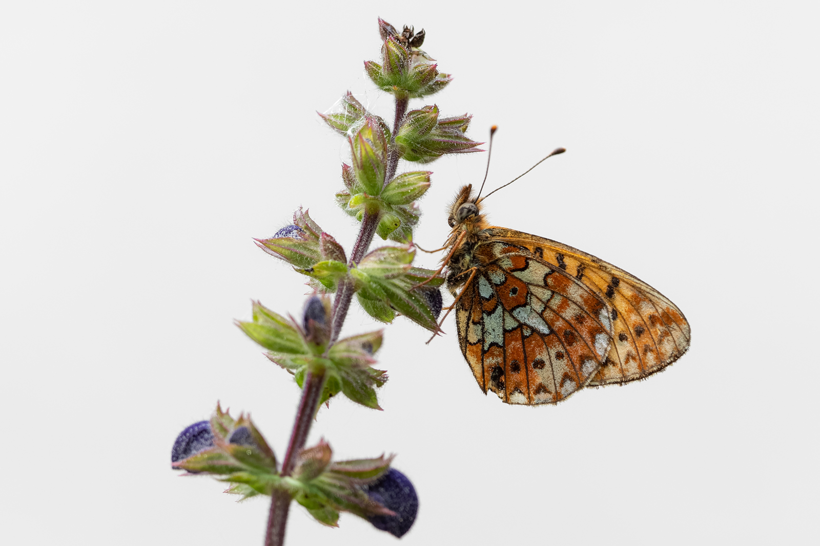 Boloria euphrosyne