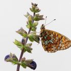 Boloria euphrosyne