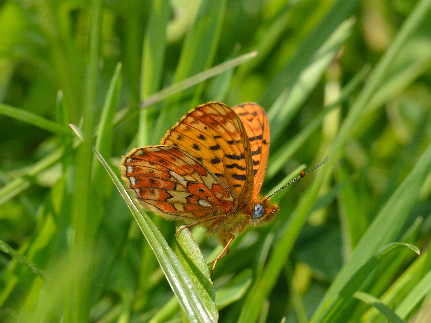 Boloria euphrosyne, Silberfleck-Perlmuttfalter