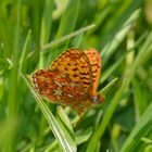 Boloria euphrosyne, Silberfleck-Perlmuttfalter