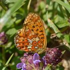 Boloria euphrosyne,Silberfleck-Perlmuttfalter