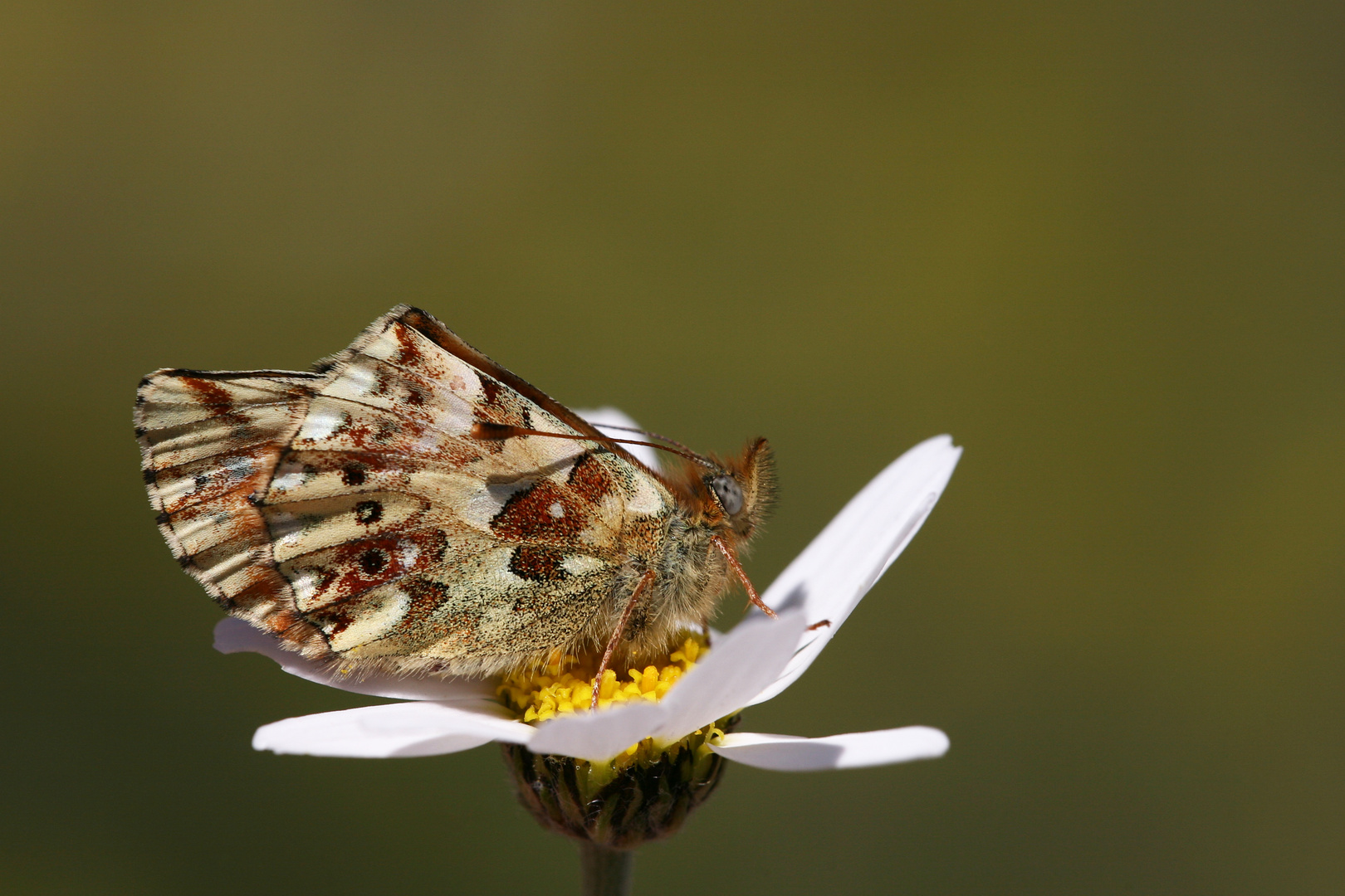 Boloria graeca , Balkan fritillary