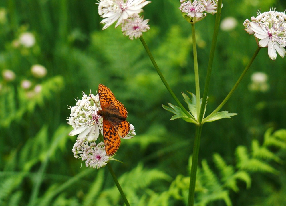 Boloria napaea