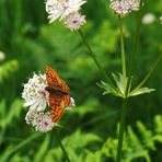 Boloria napaea