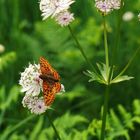 Boloria napaea