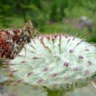 Boloria pales