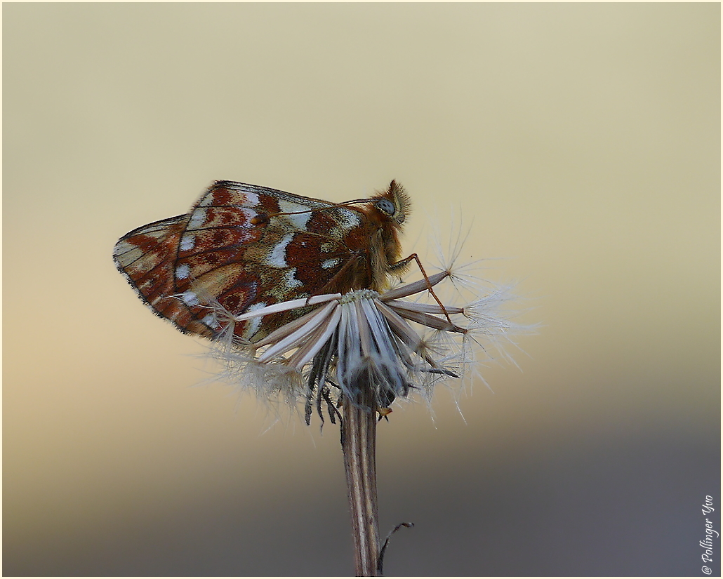 ~Boloria pales~