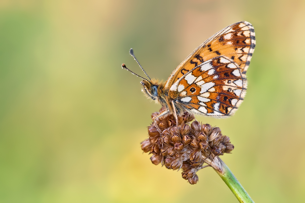 ~ Boloria selene ~