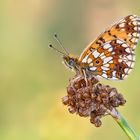 ~ Boloria selene ~