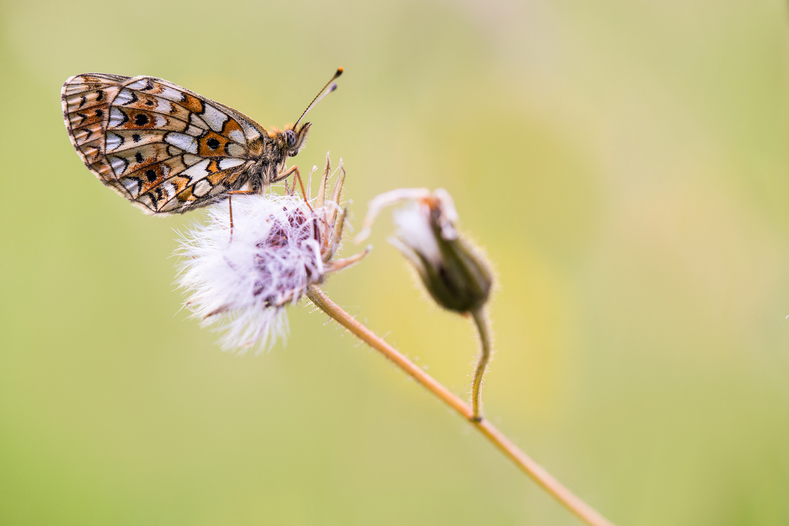 Boloria selene