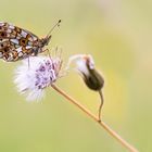 Boloria selene