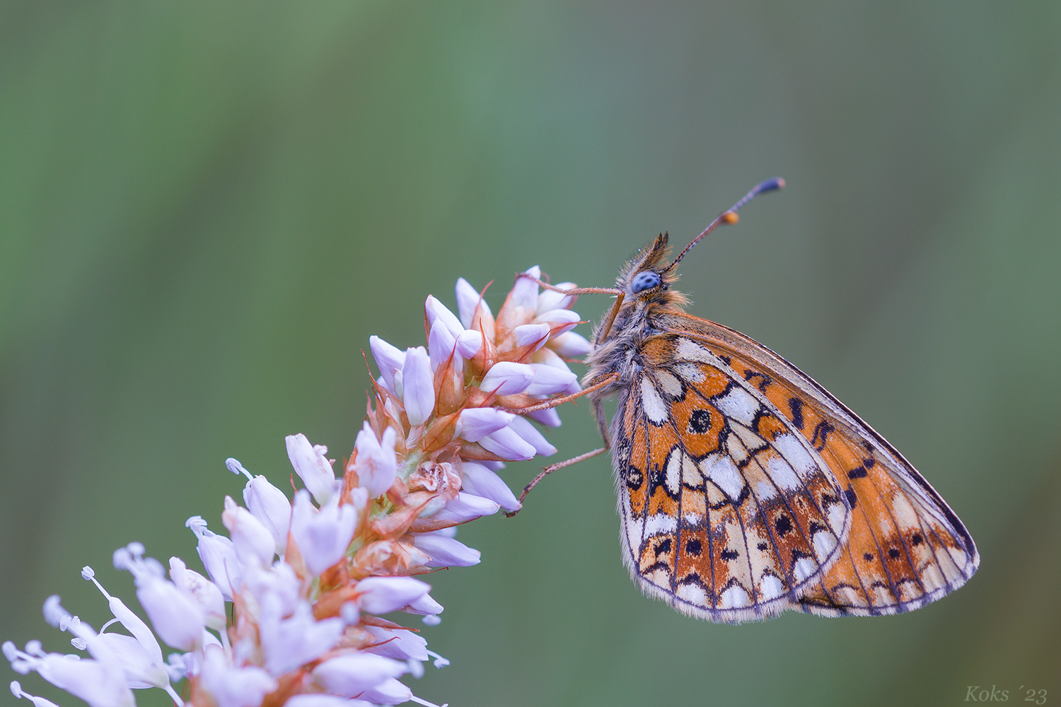 Boloria selene