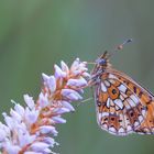 Boloria selene