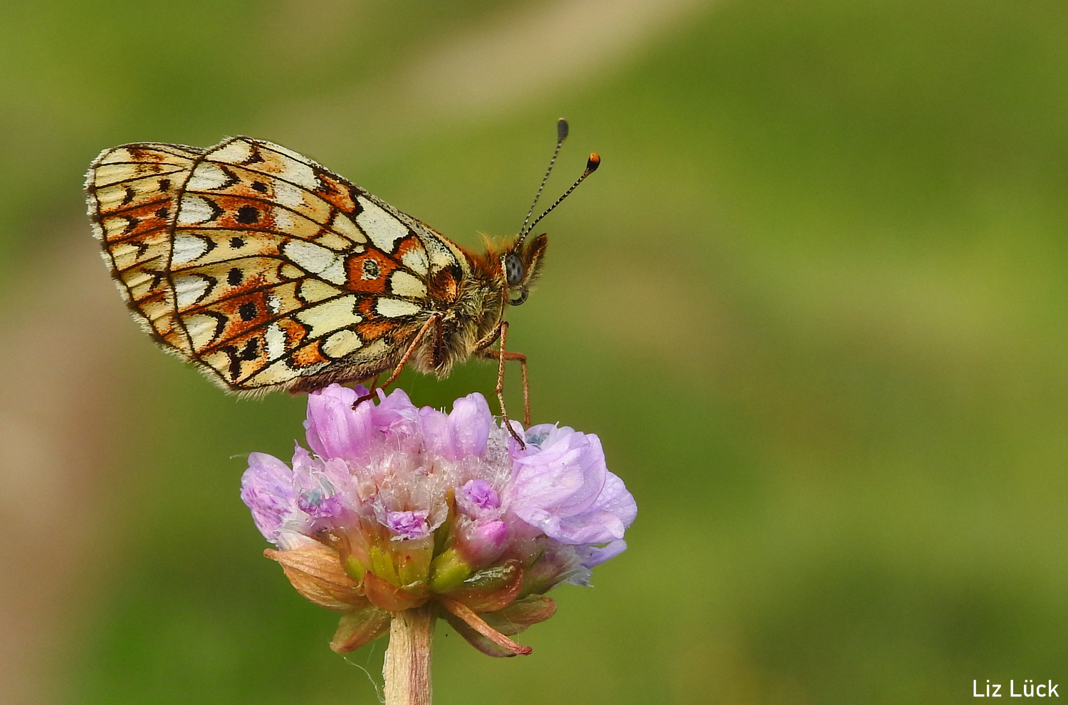 Boloria selene