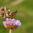 Boloria selene