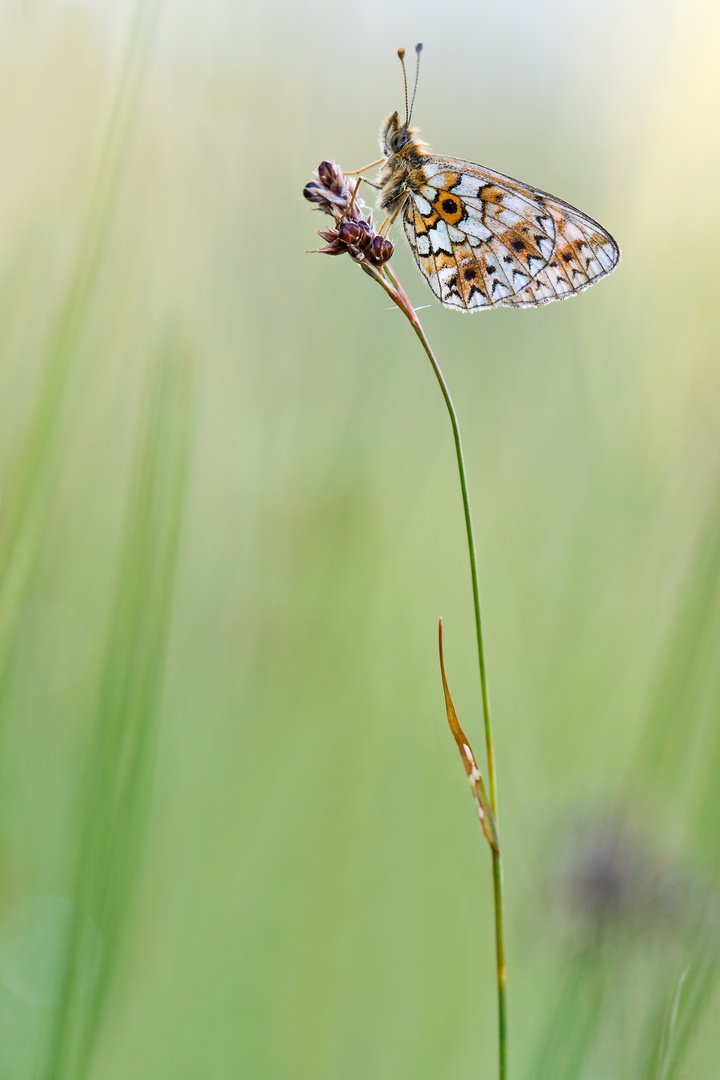 Boloria selene