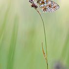 Boloria selene