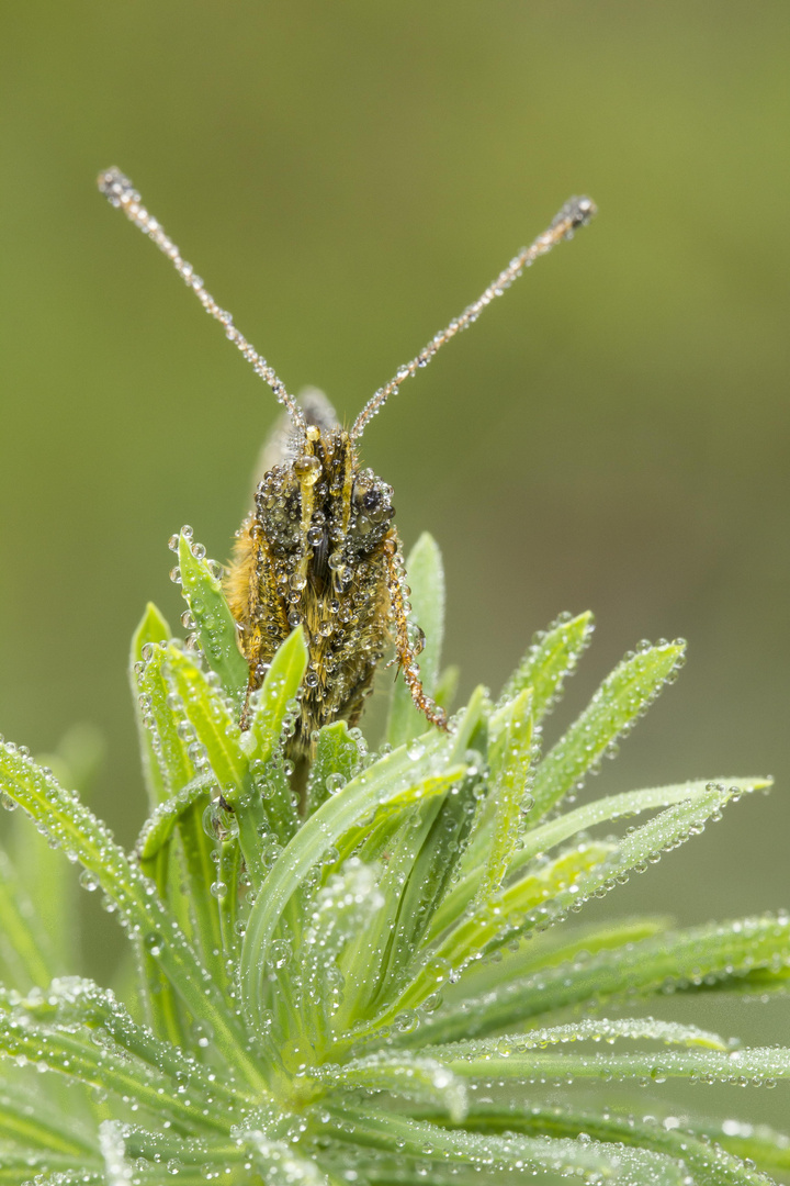 Boloria selene