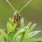 Boloria selene