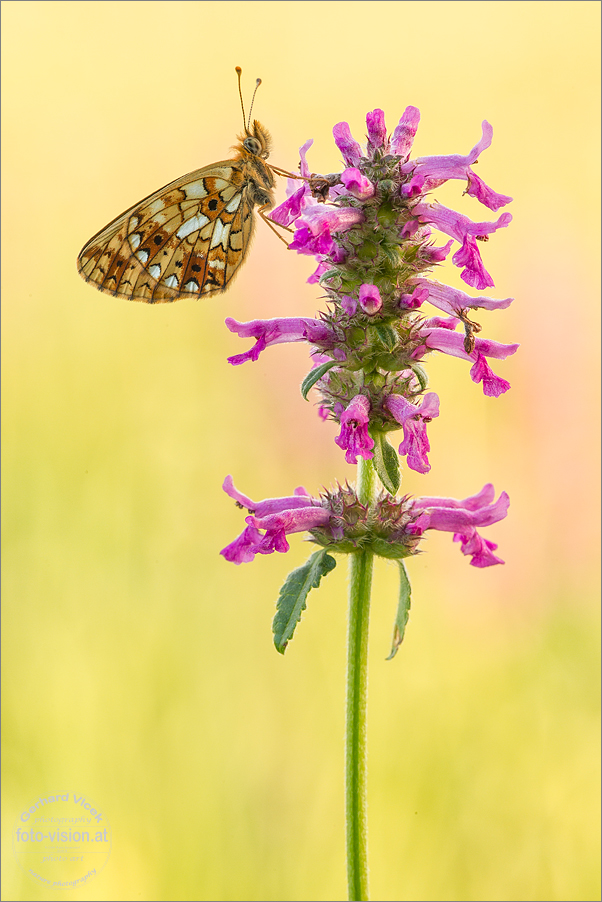 Boloria selene beim Schlafengehen