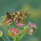 Boloria selene // Braunfleckiger Perlmutterfalter