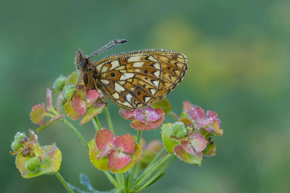 Boloria selene // Braunfleckiger Perlmutterfalter