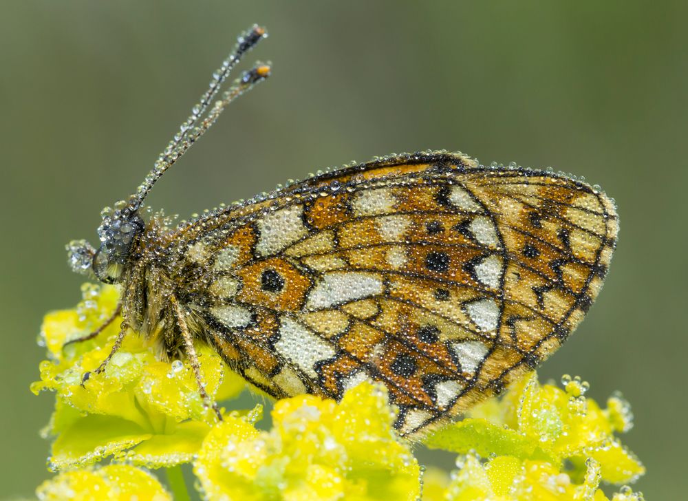 Boloria selene /// Braunfleckiger Perlmutterfalter