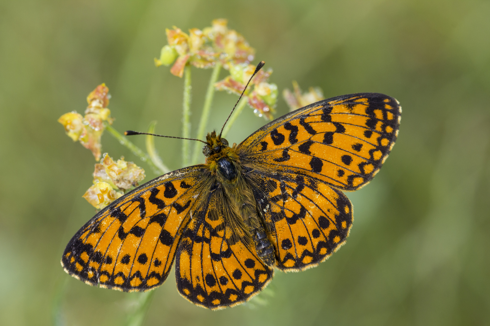 Boloria selene, Braunfleckiger Perlmutterfalter