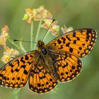 Boloria selene, Braunfleckiger Perlmutterfalter