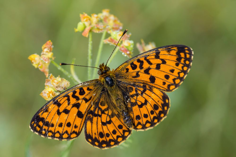 Boloria selene, Braunfleckiger Perlmutterfalter