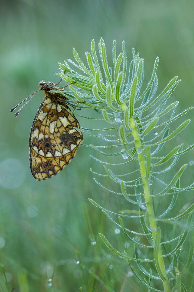 Boloria selene / Braunfleckiger Perlmutterfalter