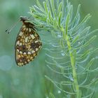 Boloria selene / Braunfleckiger Perlmutterfalter