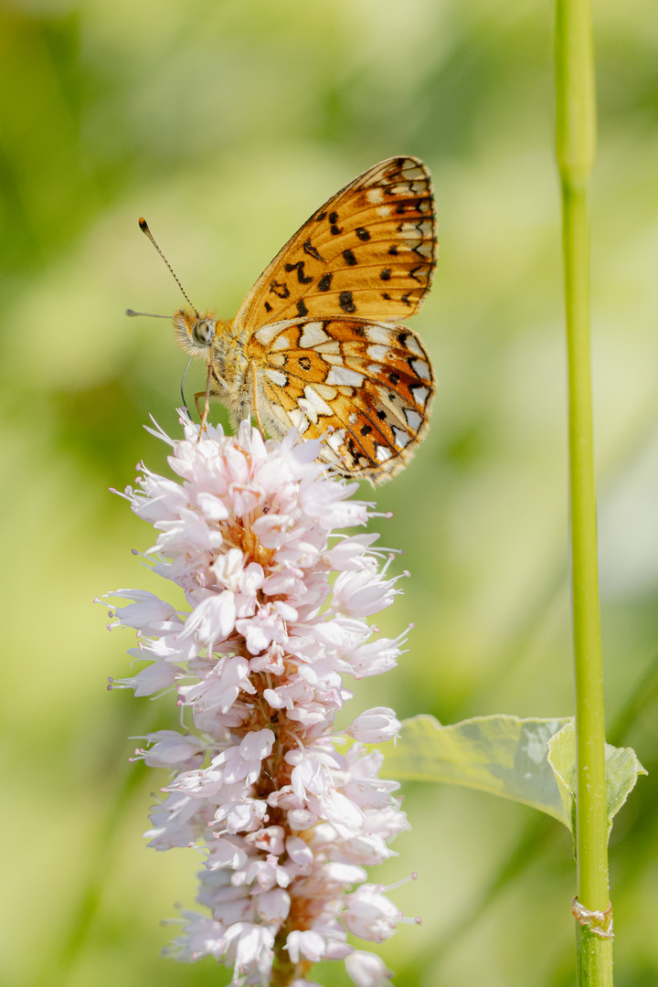 Boloria selene