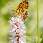 Boloria selene