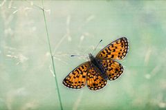 Boloria selene