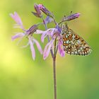 Boloria selene