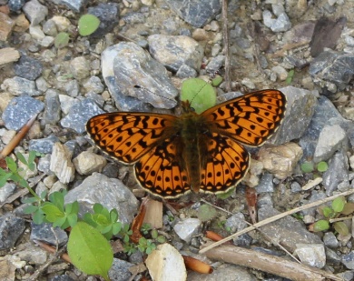 Boloria selene ?