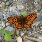 Boloria selene ?